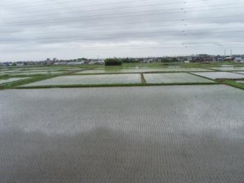 Rice fields. Rice fields.